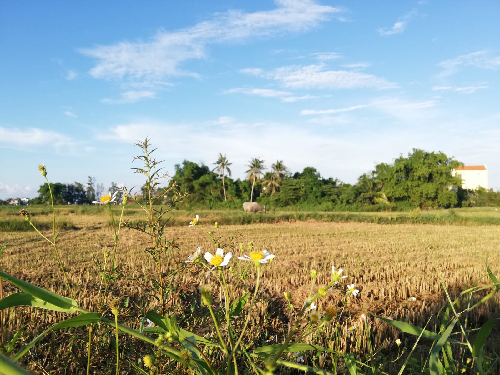 Beautiful rice fields in Hoi An Vietnam